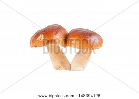 Edible  Mushrooms Porcini On A White Background