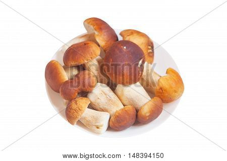 Edible  Mushrooms Porcini On A White Background