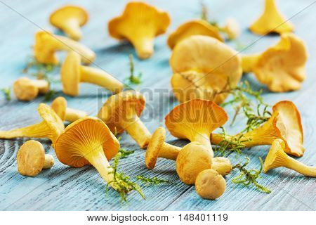 Yellow chanterelle or cantharellus cibarius forest mushrooms  harvest on a blue rustic wooden background. Vintage style.