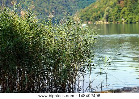 Detail of green reeds in a lake in summer. Levico Lake Trentino Alto Adige Italy