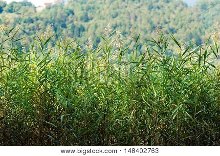 Detail of green reeds (cane thicket) in summer with a blurred forest in the background. Levico lake Trentino Alto Adige Italy