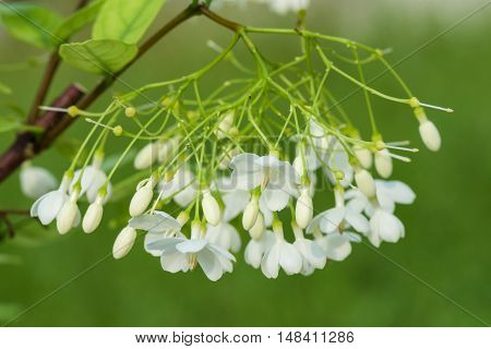 Wrightia religiosa (Apocynaceae) flowers against green background.
