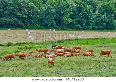 Saint Germain sous Cailly France - june 23 2016 : cows in a meadow