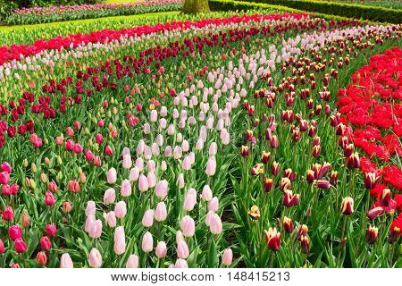 Colorful growing tulips stripes flowerbed at spring day