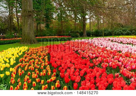 Colorful growing tulips flowerbed in spring formal garden