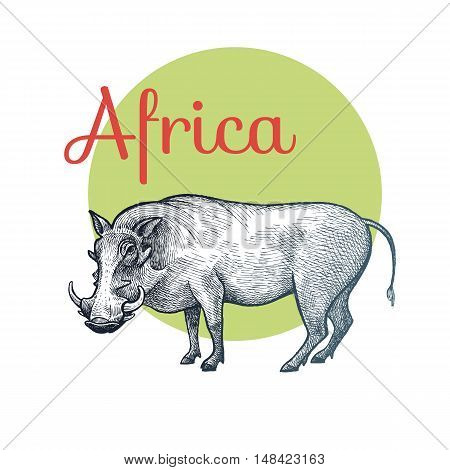 African animals. Warthog. Illustration Vector Art. Style Vintage engraving. Hand drawing.