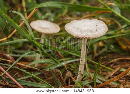 The Two Beautiful white mushrooms in naturally