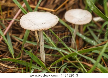 The Two Beautiful white mushrooms naturally, outdoor