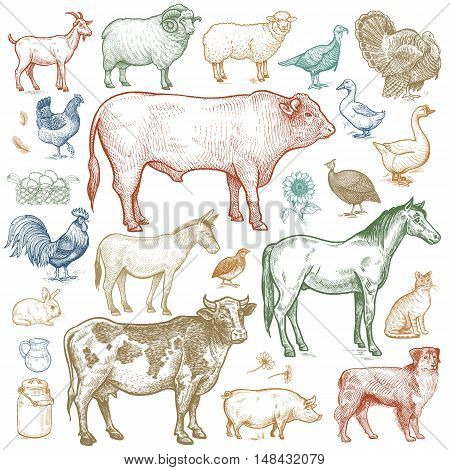 Farm animals set. Vector illustration. Isolated on white background.