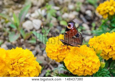 butterfly sits on a yellow flower, macro photo