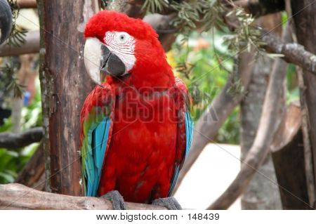 Pappagallo