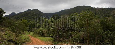 Jungle