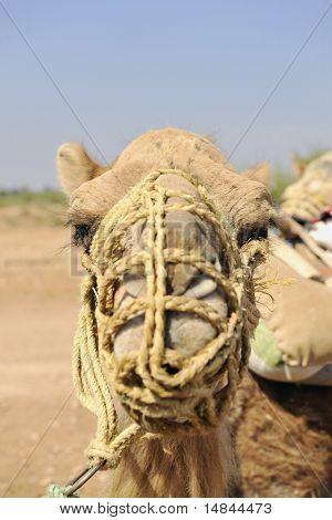 wild camel animal on tourist safari tour