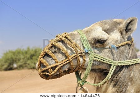 wild camel animal on tourist safari tour