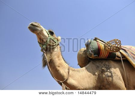 wild camel animal on tourist safari tour