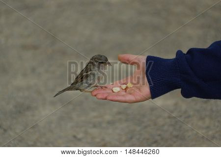 a sparrow bird eating bread from outstretched hand