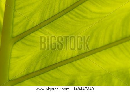 a backlit fresh green palm leaf, ckose up