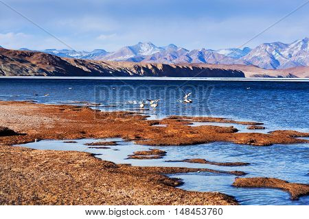 Bar-headed Goose Flying Off At Manasarovar Lake In Western Tibet