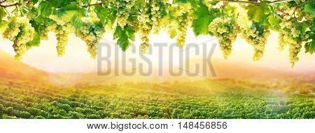 Viticulture At Sunset - White Grapes Hanging In Vineyard