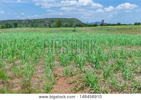 Sugarcane fields mountains landscape nature detail art