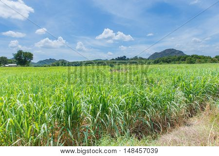Sugarcane fields mountains landscape nature detail view