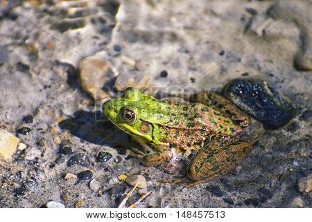 Detail of northern green frog (lithobates clamitans) in Ontario lake shore