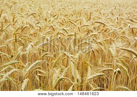 large wheat field with beautiful evening light