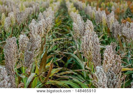 Bushes cereal and forage sorghum plant one kind of mature and grow on the field in a row in the open air. Harvesting.