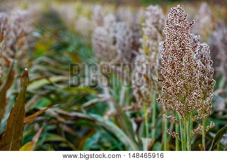 Bushes cereal and forage sorghum plant one kind of mature and grow on the field in a row in the open air. Harvesting.