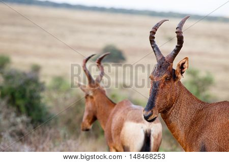 Close Up Of A Wet Red Hartebeest