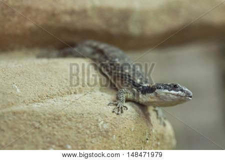 East African spiny-tailed lizard (Cordylus tropidosternum), also known as the dwarf sungazer. Wildlife animal. 