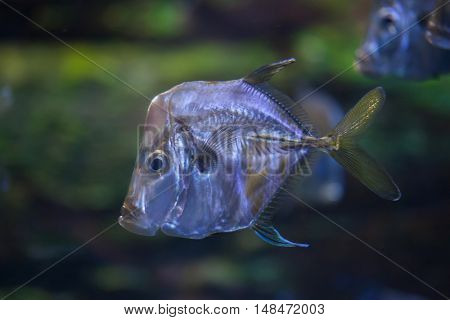 Lookdown (Selene vomer). Marine fish.