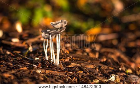 Bright sunshine on blooming, delicate, Mica Cap (Coprinus micaceus) mushrooms near a willow tree in a manicured garden, late summer morning.