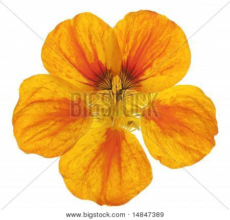 Nasturtium