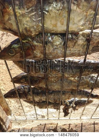 Grilled sardines cooked in hot coals with traditional barbacue made with red bricks. Low view angle