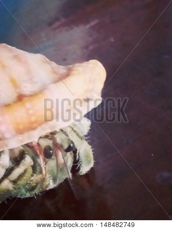 One as pets small crab from seashore