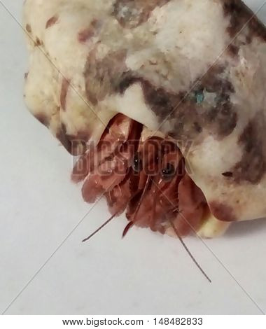 One as pets small crab from seashore