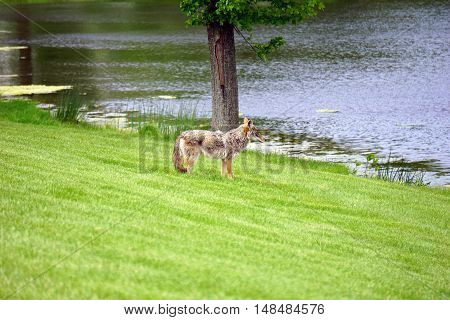 A wild coyote (Canis latrans) stands beside the shore of a small lake in the Wesmere Country Club subdivision of Joliet, Illinois during May.