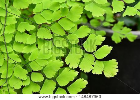 fern leaf in the garden, Adiantum, maidenhair fern