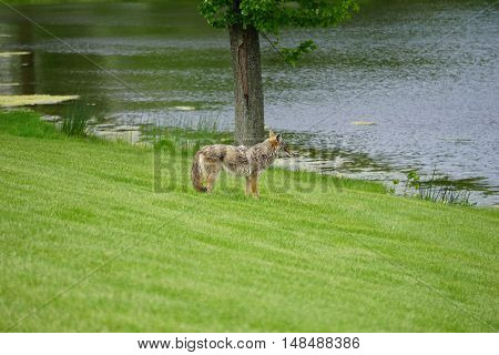 A wild coyote (Canis latrans) stands beside the shore of a small lake in the Wesmere Country Club subdivision of Joliet, Illinois during May.