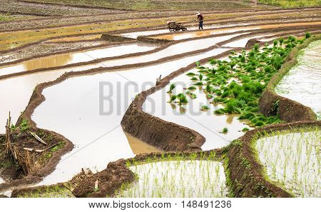 The top north Thailand farmer ploughing a rice paddy.