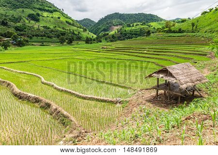 Rice seedlings were grown in the farmland