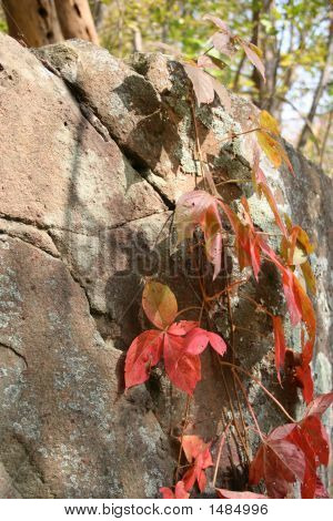 Rouge feuilles Vine4