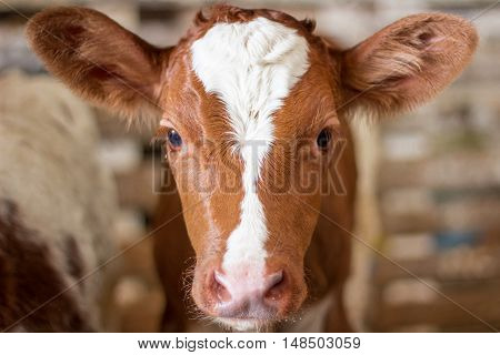 Red baby cow calf standing at stall at farm countryside