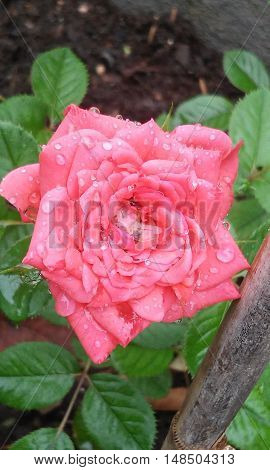 Beautiful pink rose after a rainy day.