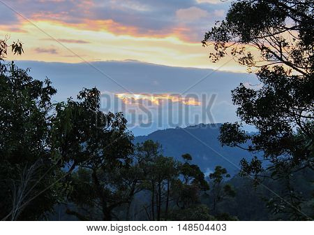 Forest in twilight time. Sunset time of cloudy day
