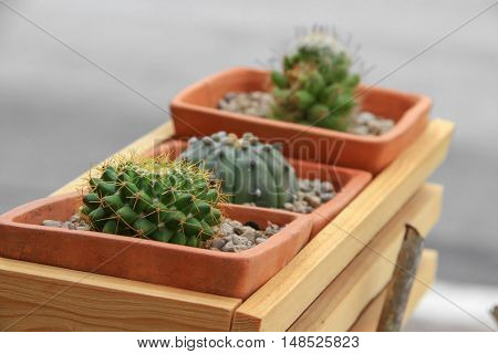 Cactus in pot natural beautiful slelect focus with shallow depth and copy space