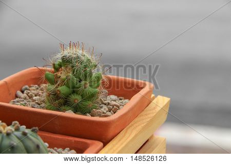 Cactus in pot natural beautiful slelect focus with shallow depth and copy space