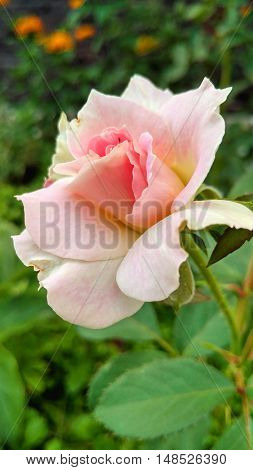 The dainty pink rose burstes with aurorean petals