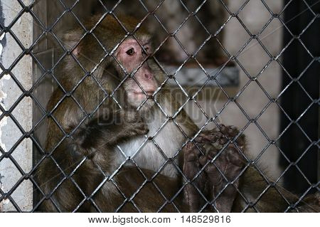 Sad monkey in a cage of zoo